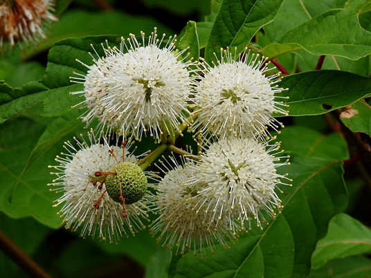 {Cephalanthus occidentalis}
